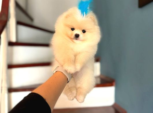 Pomeri̇ni̇an Boo Yavruları Mama Ve Malzeme Kampanyalı görsel