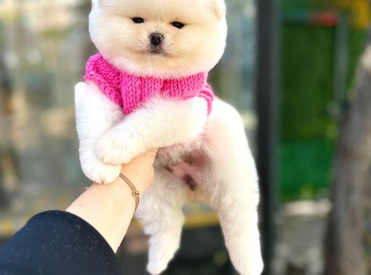 Pomeri̇ni̇an Boo Yavruları Mama Ve Malzeme Kampanyalı görsel