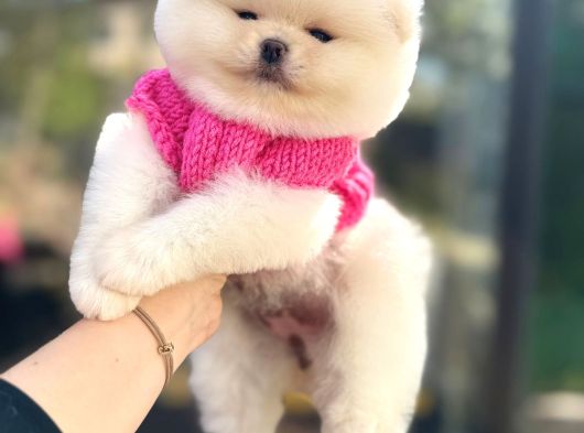 Pomeri̇ni̇an Boo Yavruları Mama Ve Malzeme Kampanyalı görsel