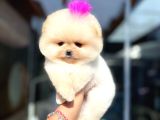 Pomeri̇ni̇an Boo Yavruları Mama Ve Malzeme Kampanyalı