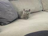 Aile Sıcaklığnda Büyüyen  Scottish Fold British Yvrlr