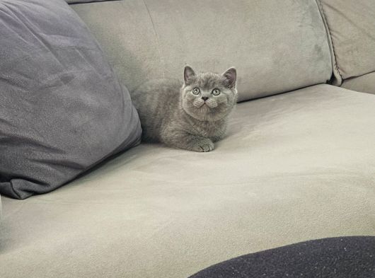 Aile Sıcaklığnda Büyüyen  Scottish Fold British Yvrlr görsel