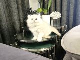 Aile Sıcaklığnda Büyüyen  Scottish Fold British Yvrlr