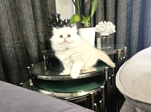 Aile Sıcaklığnda Büyüyen  Scottish Fold British Yvrlr görsel