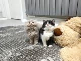 Aile sıcaklığnda büyüyen british shorthair scottishler