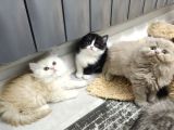 Aile Sıcaklığnda Büyüyen  Scottish Fold British Yvrlr