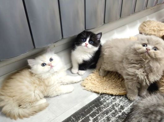 Aile Sıcaklığnda Büyüyen  Scottish Fold British Yvrlr görsel