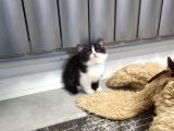 Aile Sıcaklığnda Büyüyen  Scottish Fold British Yvrlr