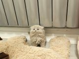 Aile Sıcaklığnda Büyüyen  Scottish Fold British Yvrlr