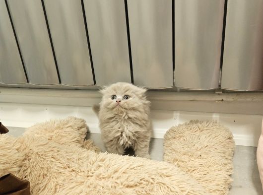 Aile Sıcaklığnda Büyüyen  Scottish Fold British Yvrlr görsel