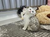 Aile Sıcaklığnda Büyüyen  Scottish Fold British Yvrlr