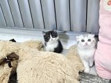Aile sıcaklığnda büyüyen  scottish fold british yvrlr