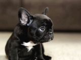 Harika Anatomi De French Buldog Yavrular