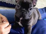 Harika Anatomi De French Buldog Yavrular