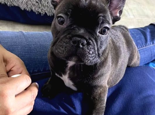 Harika Anatomi De French Buldog Yavrular görsel
