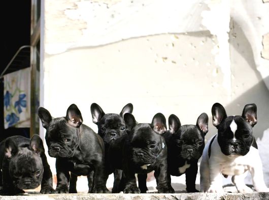 Harika Anatomi De French Buldog Yavrular