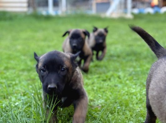 Hırs Küpü Belçika Malinois Yavrular görsel