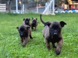 Hırs küpü Belçika malinois yavrular