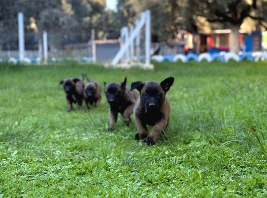 Hırs Küpü Belçika Malinois Yavrular görsel