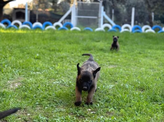 Hırs Küpü Belçika Malinois Yavrular görsel