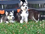 Biblo Husky yavrular