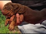 Üst Düzey Doberman Yavrular