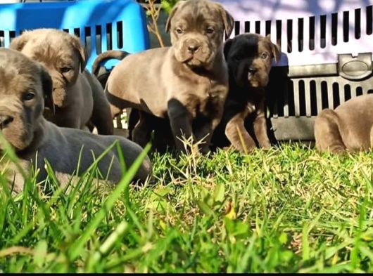 Cane Corso İtaliano Yavrular görsel