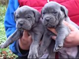Cane corso İtaliano yavrular