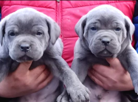 Cane Corso İtaliano Yavrular görsel