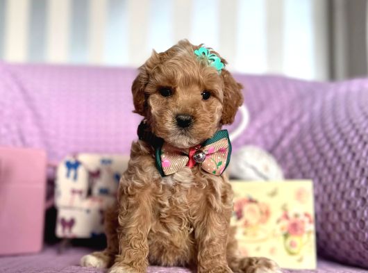 Mi̇ni̇ Boy Malti̇poo Bebekler görsel