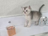 Teslime Hazır Tuvalet Eğitimli Minnoşlarım