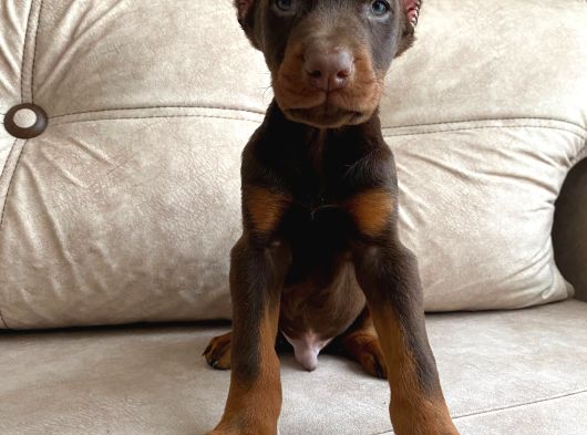 Estetikli Veya Estetiksiz Doberman Bebekler görsel