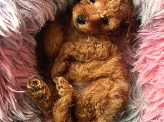 Tarçının Poodle Bebeleri görsel