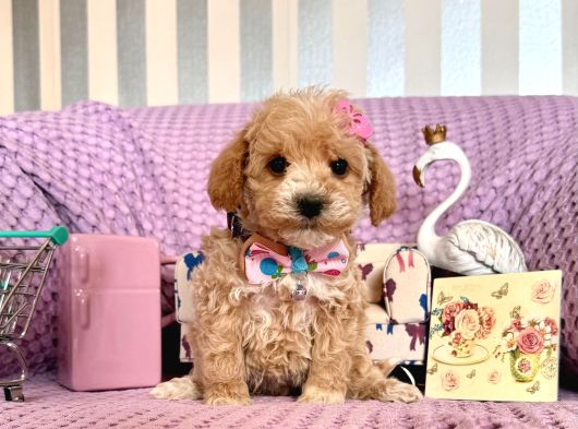 Mi̇ni̇ Boy Malti̇poo Bebekler görsel