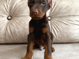 Estetikli Veya Estetiksiz Doberman Bebekler