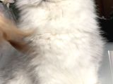 Longhair Güzeller