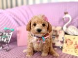 Mi̇ni̇ Boy Malti̇poo Bebekler