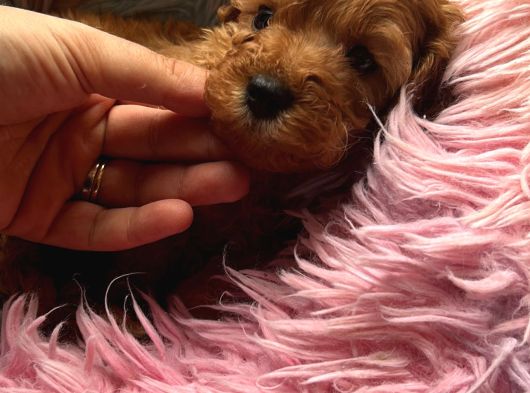 Tarçının Poodle Bebeleri görsel