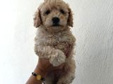 Safkan Malti̇poo Yavrulari
