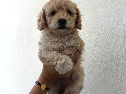 Safkan Malti̇poo Yavrulari görsel