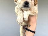 Safkan Malti̇poo Yavrulari