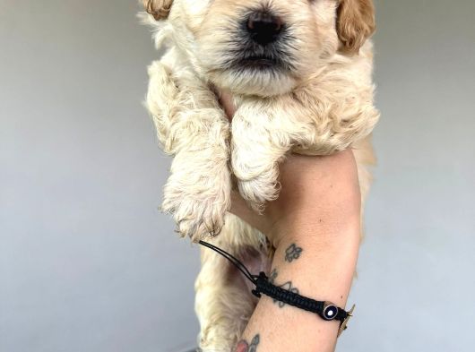 Safkan Malti̇poo Yavrulari görsel