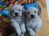 Safkan Malti̇poo Yavrulari