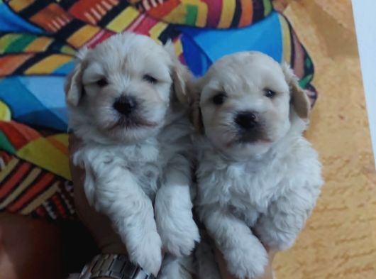 Safkan Malti̇poo Yavrulari görsel