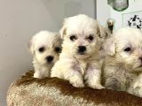 Safkan Malti̇poo Yavrulari