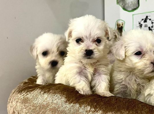 Safkan Malti̇poo Yavrulari görsel