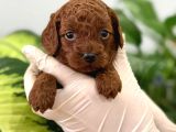 MAYA KIZIMIZIN MÜKEMMEL YAVRUSU TOY POODLE