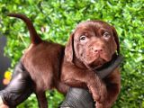 Çikolata Labrador Retriever