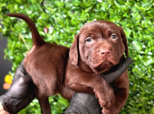 Çikolata Labrador Retriever görsel