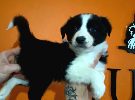 Ruhsatlı Çiftlikten Border Collie görsel
